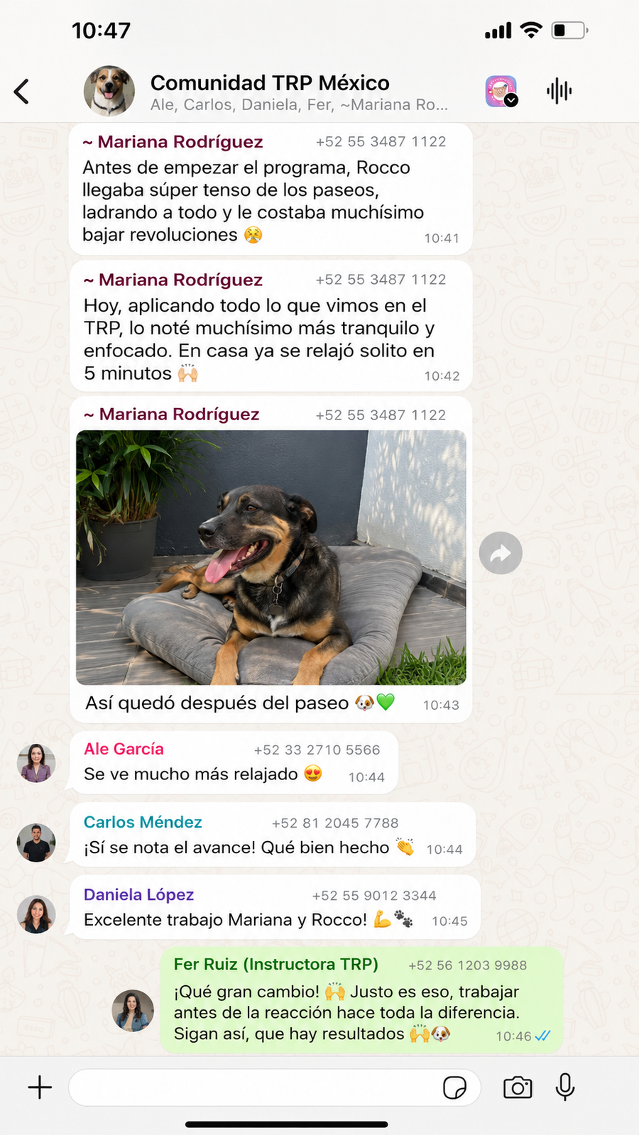 Captura o resultado de cliente del programa de reactividad canina